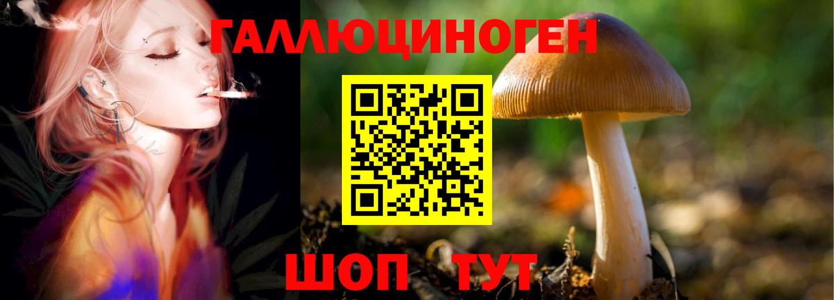 как найти наркотики  Псилоцибиновые грибы Psilocybe  Вход с VPN  Городец  Галлюциногенные грибы Cubensis 